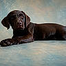 dog, puppy, labrador, chocolate, animal, pet, lying_down, studio, portrait, canine, fur, ears, tail, paw, cute, looking_at_camera, background, blue, texture, indoor