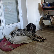 June participe au concours pour gagner de l'argent avec cette photo : dog, black_and_white, cushion, floor, wooden_floor, indoor, door, television, game_discs, furniture, pet, resting, long_hair, spot, living_room, technology, household, relaxed, domestic_animal, companion