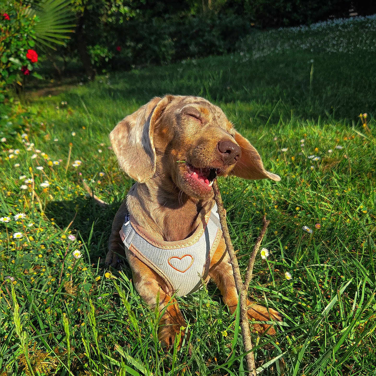 Aïlys participe au concours pour gagner de l'argent avec cette photo : animal, canine, closeup, cute, dachshund, dog, flowers, garden, grass, greenery, happy, harness, nature, outdoor, pet, playful, puppy, stick, summer, sunlight