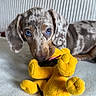 Aïlys participe au concours pour gagner de l'argent avec cette photo : animal, blanket, blue_eyes, closeup, cute, dachshund, dappled, dog, ears, fur, indoor, lying_down, nose, pet, playful, plush_toy, puppy, soft_texture, toy, yellow_toy