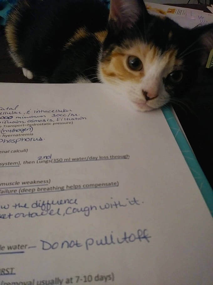 Kaliope is registered to the contest to win money with this photo: box, cardboard, carnivore, cat, domestic_short_haired_cat, felidae, font, fur, mammal, packaging_and_labeling, paper, paper_product, paw, photo_caption, publication, small_to_medium_sized_cats, snout, terrestrial_animal, vertebrate, whiskers