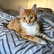 Vanille participe au concours pour gagner de l'argent avec cette photo : cat, ginger_cat, white_fur, tabby, bed, bedding, blanket, indoor, pet, animal, feline, cute, resting, lying_down, striped, whiskers, ears, eyes, soft_light, cozy