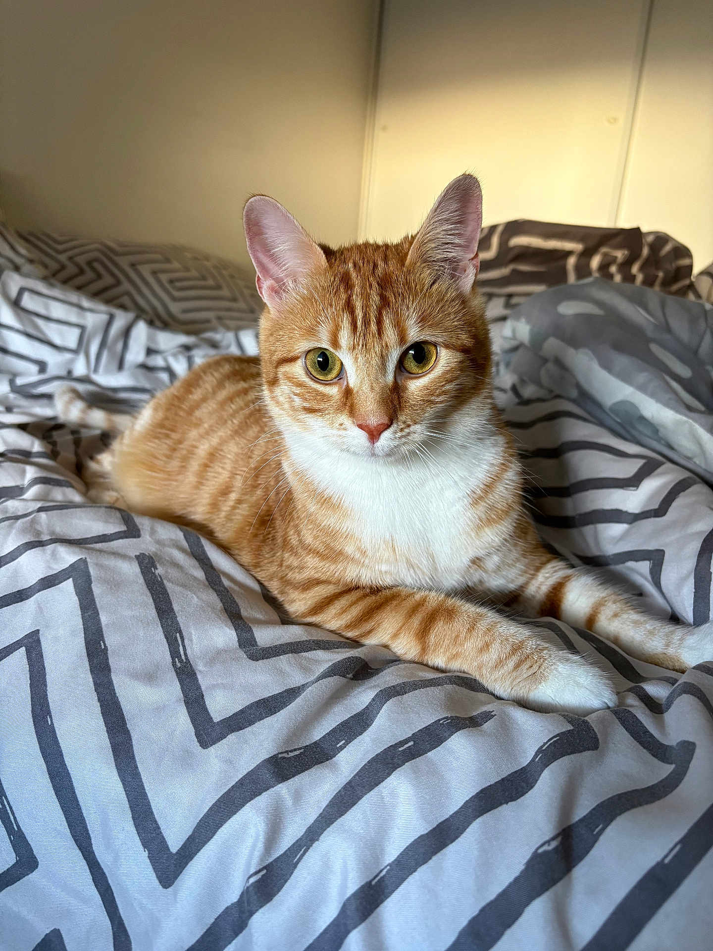 Vanille participe au concours pour gagner de l'argent avec cette photo : cat, ginger_cat, white_fur, tabby, bed, bedding, blanket, indoor, pet, animal, feline, cute, resting, lying_down, striped, whiskers, ears, eyes, soft_light, cozy