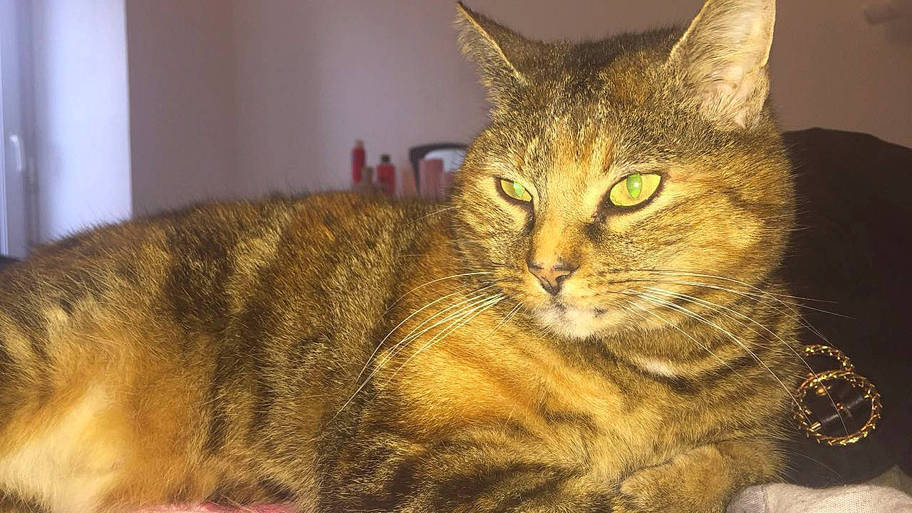 Fifi a rejoint le concours — aidez-le/la à gagner de superbes lots ! american_shorthair, american_wirehair, arabian_mau, asian, australian_mist, california_spangled, carnivore, cat, chausie, domestic_short_haired_cat, dragon_li, european_shorthair, felidae, mammal, pixie_bob, small_to_medium_sized_cats, snout, tabby_cat, vertebrate, whiskers