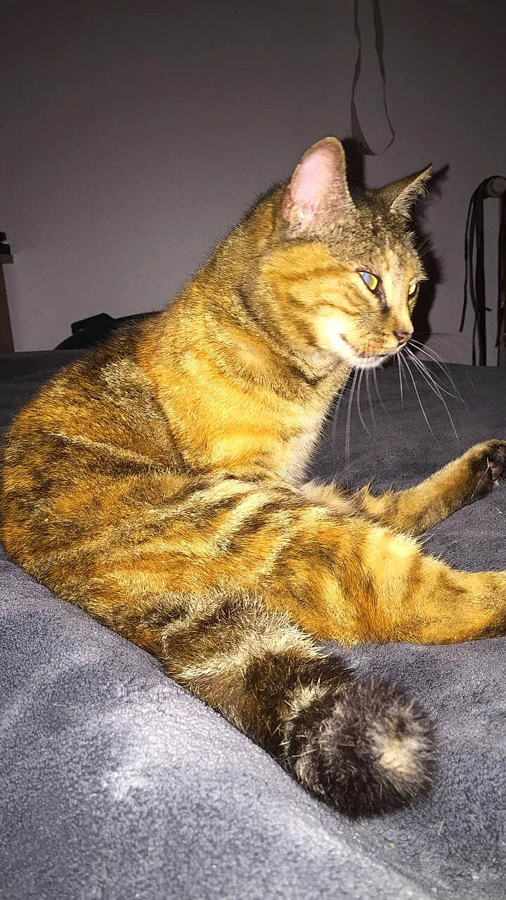 Fifi participe au concours pour gagner de l'argent avec cette photo : arabian_mau, asian, bengal, california_spangled, carnivore, cat, chausie, domestic_short_haired_cat, dragon_li, egyptian_mau, european_shorthair, felidae, fur, mammal, ocicat, small_to_medium_sized_cats, tabby_cat, toyger, whiskers, wild_cat