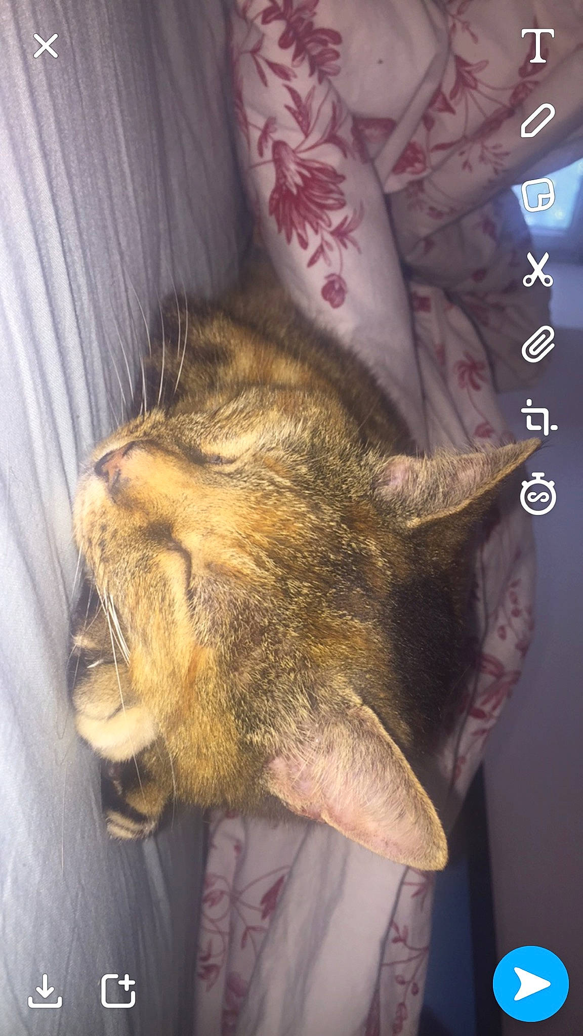 Fifi a rejoint le concours — aidez-le/la à gagner de superbes lots ! cat, ear, fawn, felidae, small_to_medium_sized_cats, tail, whiskers