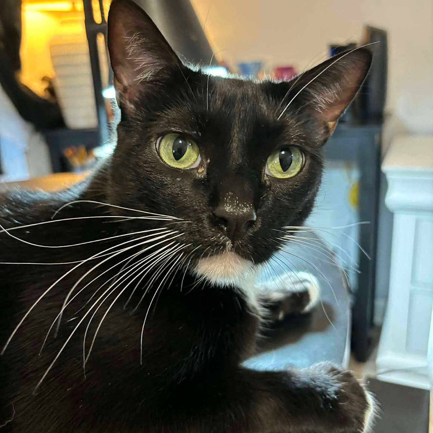 Charlie is registered to the contest to win money with this photo: animal, black_fur, cat, close_up, curious, cute, domestic_cat, feline, green_eyes, household, indoor, looking, mammal, pet, portrait, relaxed, table, tuxedo_cat, whiskers, white_chin