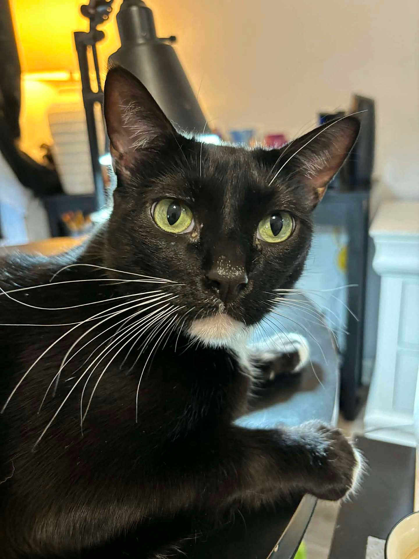 Charlie is registered to the contest to win money with this photo: cat, tuxedo_cat, indoor, green_eyes, whiskers, black_fur, white_chin, pet, animal, curious, close_up, table, domestic_cat, feline, household, relaxed, portrait, looking, mammal, cute