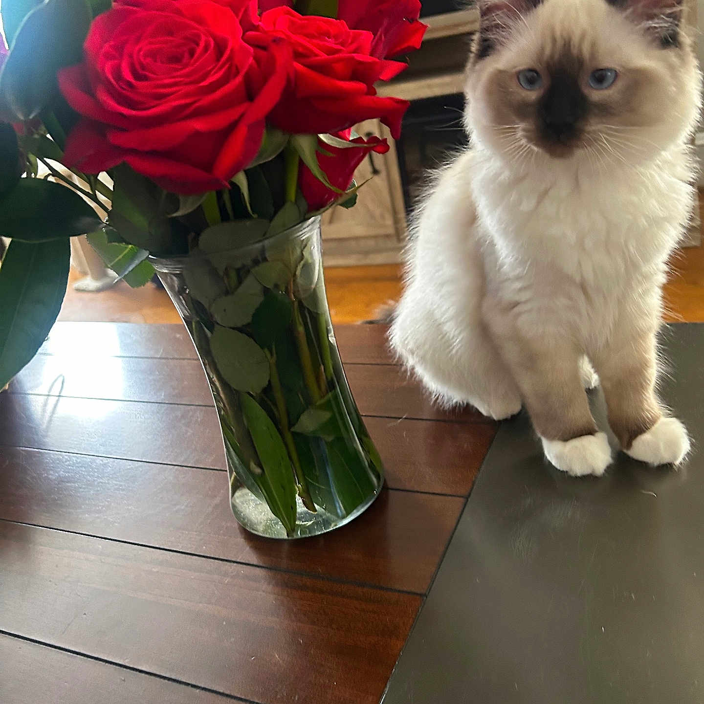 Bodie Smith joined the competition — help win amazing prizes! animal, cat, computer, electronics, flower, flowerarrangement, flowerbouquet, hardwood, jar, laptop, pc, person, pet, petal, plant, pottedplant, pottery, rose, vase, wood