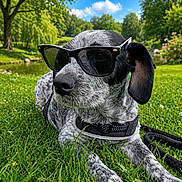 Bali participe au concours pour gagner de l'argent avec cette photo : animal, black_and_white_dog, blue_sky, canine, closeup, clouds, dog, grass, leash, nature, outdoor, pet, pond, portrait, relaxing, summer, sunglasses, sunny, sunshine, trees