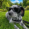 animal, black_and_white_dog, blue_sky, canine, closeup, clouds, dog, grass, leash, nature, outdoor, pet, pond, portrait, relaxing, summer, sunglasses, sunny, sunshine, trees