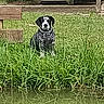 Bali a rejoint le concours — aidez-le/la à gagner de superbes lots ! dog, grass, water, bench, outdoor, nature, animal, pond, greenery, sitting, black_and_white, canine, park, reflection, daytime, stone_structure, peaceful, pet, fur, collar
