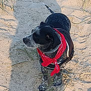 Bali a rejoint le concours — aidez-le/la à gagner de superbes lots ! dog, black_and_white, bandana, harness, sand, grass, shadow, outdoor, pet, animal, canine, sitting, alert, daylight, nature, cute, fur, portrait, companion, side_view