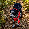 Bali a rejoint le concours — aidez-le/la à gagner de superbes lots ! adventure, animal, bandana, black_and_white, canine, daylight, dog, forest, greenery, harness, leaves, nature, outdoor, path, pet, red_bandana, rocks, sunlight, trail, walking