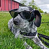 dog, sunglasses, grass, outdoor, pet, black_and_white, canine, collar, leash, relaxed, summer, nature, animal, portrait, daylight, casual, cute, friendly, playful, resting