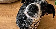 Bali a rejoint le concours — aidez-le/la à gagner de superbes lots ! animal, black_and_white, close_up, collar, companion, curious, cute, dog, domestic, ears, eyes, floor, fur, indoor, looking_up, nose, pet_bed, plant, whiskers, wooden_floor