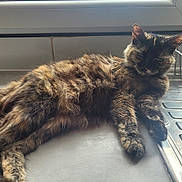Moumine participe au concours pour gagner de l'argent avec cette photo : abyssinian, angora, animal, appliance, brasssection, cat, den, device, electricaldevice, hardwood, horn, indoors, interiordesign, kitten, manx, musicalinstrument, oven, pet, siamese, wood
