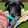 Frankie joined the competition — help win amazing prizes! dog, black_dog, toy, blanket, grass, outdoor, pet, animal, paw, fence, nature, playful, relaxed, closeup, cute, muzzle, ears, snout, garden, colorful