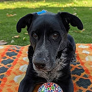Frankie is registered to the contest to win money with this photo: dog, black_dog, ball, colorful_ball, blanket, patterned_blanket, outdoor, grass, memorial_text, tribute, pet, animal, cute, closeup, portrait, laying_down, ears, fur, nostrils, eyes