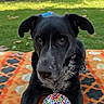 dog, black_dog, ball, colorful_ball, blanket, patterned_blanket, outdoor, grass, memorial_text, tribute, pet, animal, cute, closeup, portrait, laying_down, ears, fur, nostrils, eyes