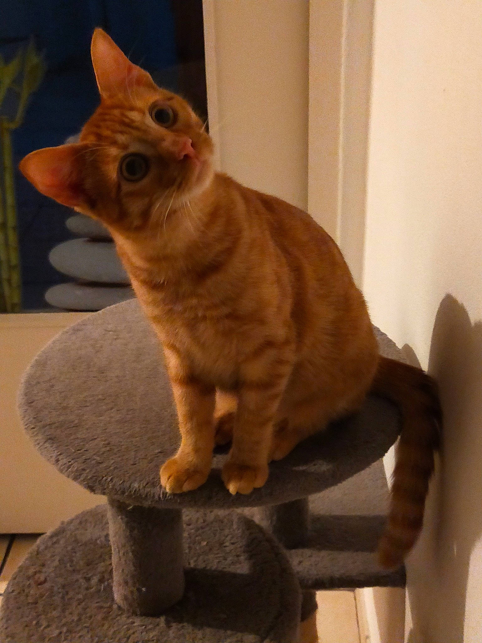 Pumpkin