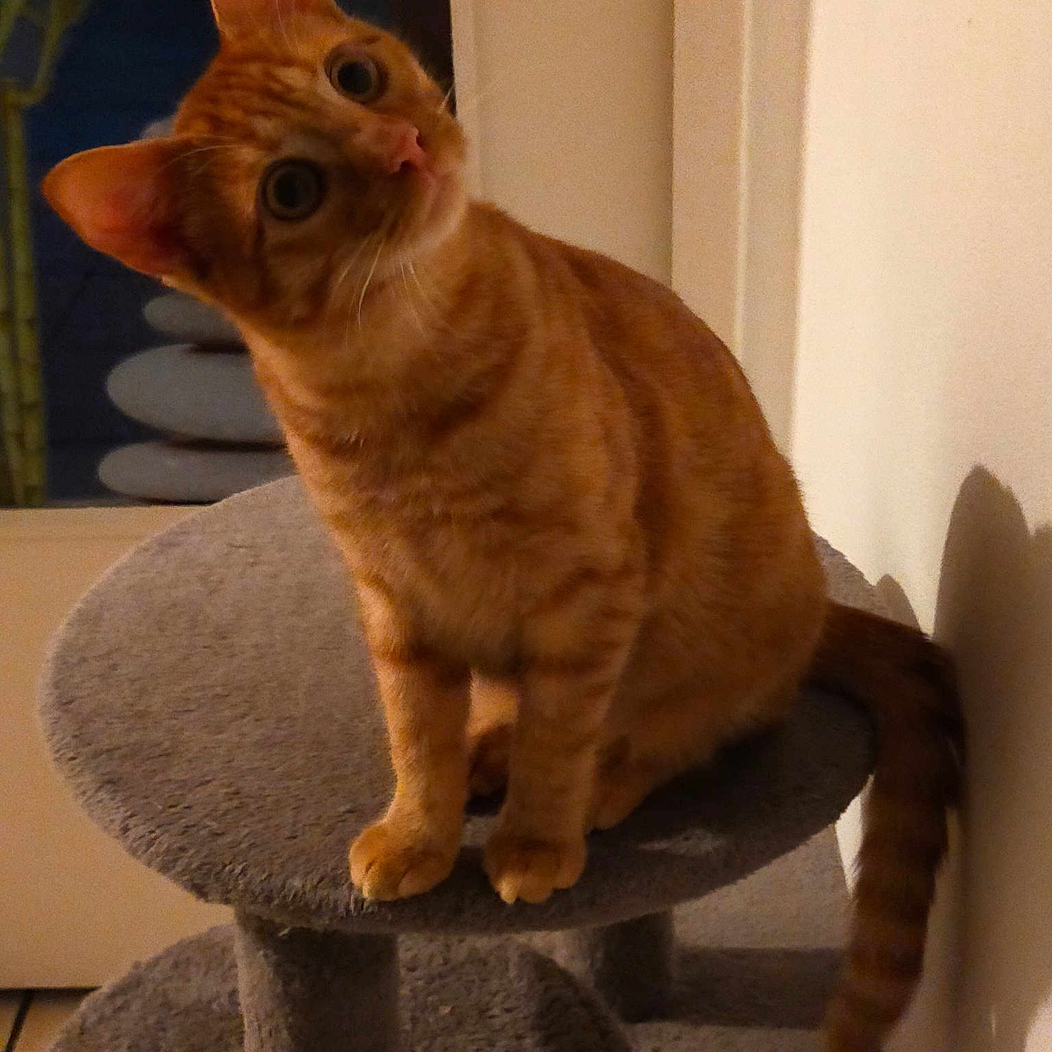 Pumpkin
