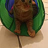 Pumpkin a rejoint le concours — aidez-le/la à gagner de superbes lots ! cat, orange_cat, tabby, pet, animal, feline, whiskers, green_tunnel, play_tunnel, indoor, tile_floor, sitting, lying_down, portrait, wide_eyes, ears, paws, fur, home, playtime