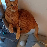Pumpkin a rejoint le concours — aidez-le/la à gagner de superbes lots ! cat, orange_tabby, pet, feline, sitting, cat_tree, indoors, portrait, whiskers, ears, eyes, tail, fur, striped_fur, animal, play_toy, pet_bed, cozy, wall, tile_floor