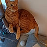 cat, orange_tabby, pet, feline, sitting, cat_tree, indoors, portrait, whiskers, ears, eyes, tail, fur, striped_fur, animal, play_toy, pet_bed, cozy, wall, tile_floor