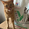 Pumpkin participe au concours pour gagner de l'argent avec cette photo : cat, orange_tabby, gray_cat, kitten, pet, animal, feline, standing, licking_nose, green_eyes, whiskers, cat_food, food_bag, product_packaging, table, indoor, home, portrait, curious, funny