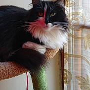 Ulla a rejoint le concours — aidez-le/la à gagner de superbes lots ! cat, black_and_white, feline, pet, indoors, window, curtain, cat_tree, resting, fluffy, whiskers, animal, cozy, relaxed, natural_light, fur, portrait, domestic_cat, household, calm