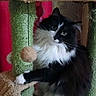 Ulla participe au concours pour gagner de l'argent avec cette photo : cat, black_and_white, fluffy, cat_tree, toy, indoor, pet, curious, feline, playful, fur, whiskers, paws, sitting, animal, domestic, cute, household, portrait, looking