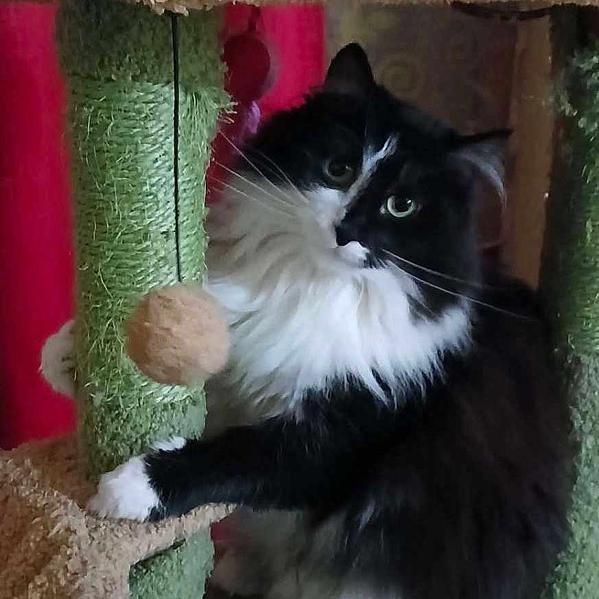 Ulla participe au concours pour gagner de l'argent avec cette photo : cat, black_and_white, fluffy, cat_tree, toy, indoor, pet, curious, feline, playful, fur, whiskers, paws, sitting, animal, domestic, cute, household, portrait, looking