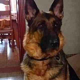 Nico a rejoint le concours — aidez-le/la à gagner de superbes lots ! canidae, carnivore, companion_dog, dog, dog_breed, dog_supply, event, flooring, fur, german_shepherd_dog, giant_dog_breed, hardwood, pet_supply, snout, sporting_group, wood, working_animal, working_dog