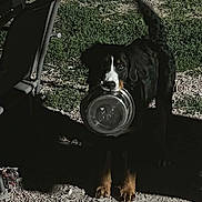 Thalys participe au concours pour gagner de l'argent avec cette photo : dog, outdoor, grass, gravel, metal_bowl, shadow, pet, animal, canine, standing, waiting, playful, nature, sunlight, yard, black_dog, brown_paws, face, mouth, collar