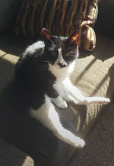 Snickers joined the competition — help win amazing prizes! carnivore, cat, claw, comfort, domestic_short_haired_cat, felidae, fur, human_leg, linens, paw, room, sitting, small_to_medium_sized_cats, snout, tail, tints_and_shades, whiskers