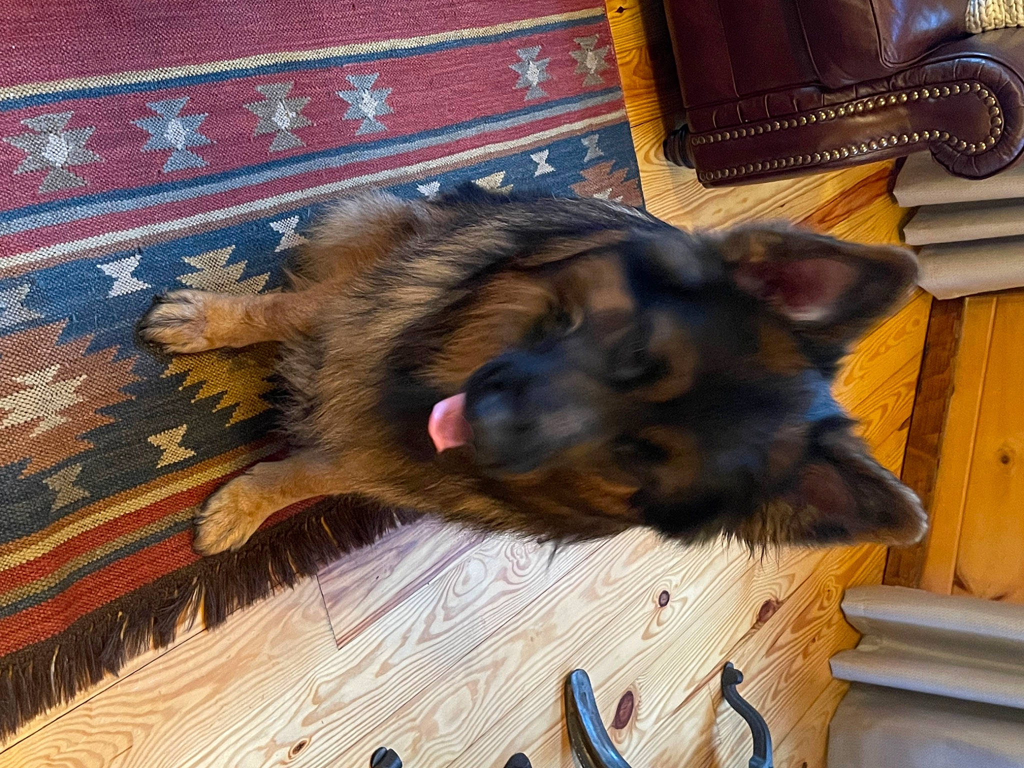 Atticus joined the competition — help win amazing prizes! brown, canidae, carnivore, companion_dog, dog, dog_breed, fawn, flooring, fur, hardwood, king_shepherd, liver, old_german_shepherd_dog, pattern, paw, sporting_group, wood, wood_flooring, working_animal, working_dog