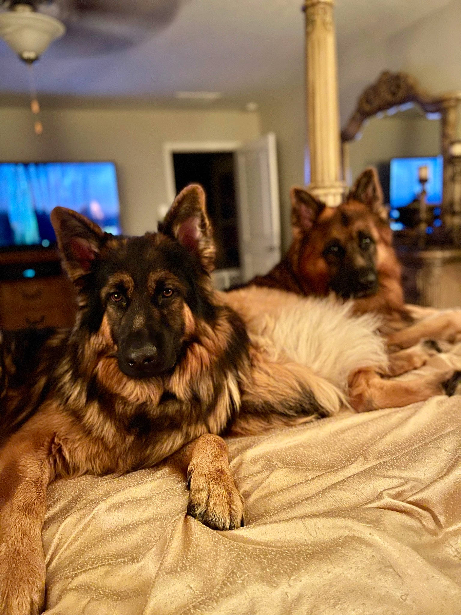 Atticus joined the competition — help win amazing prizes! canidae, carnivore, comfort, companion_dog, dog, dog_breed, fawn, flooring, fur, german_shepherd_dog, king_shepherd, lighting, picture_frame, room, snout, sporting_group, television, whiskers, window, wood