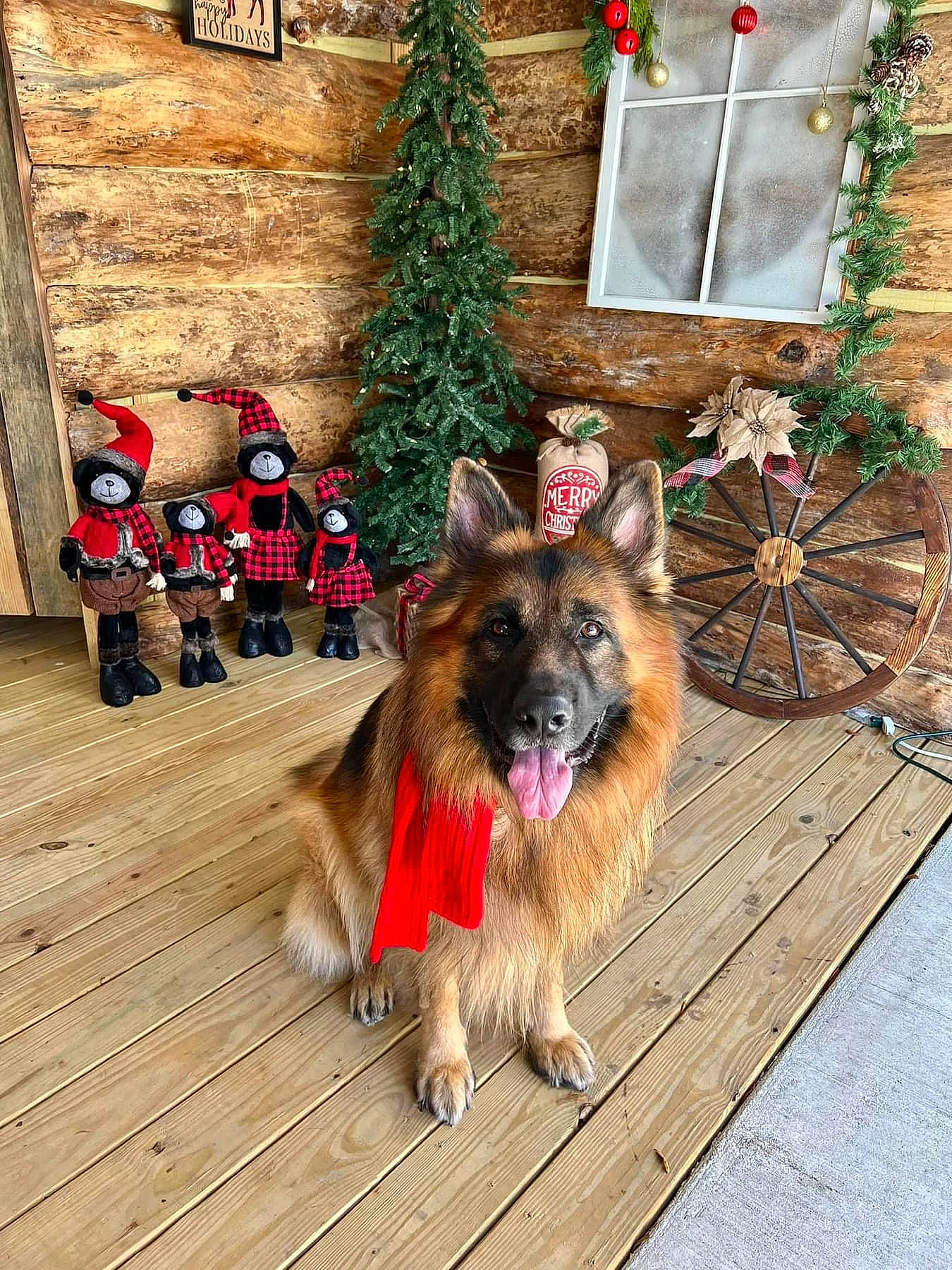 Ryken is registered to the contest to win money with this photo: canidae, carnivore, christmas_tree, companion_dog, dog, dog_breed, event, fawn, flooring, flowerpot, fur, german_shepherd_dog, hardwood, holiday, king_shepherd, plant, snout, sporting_group, tree, wood
