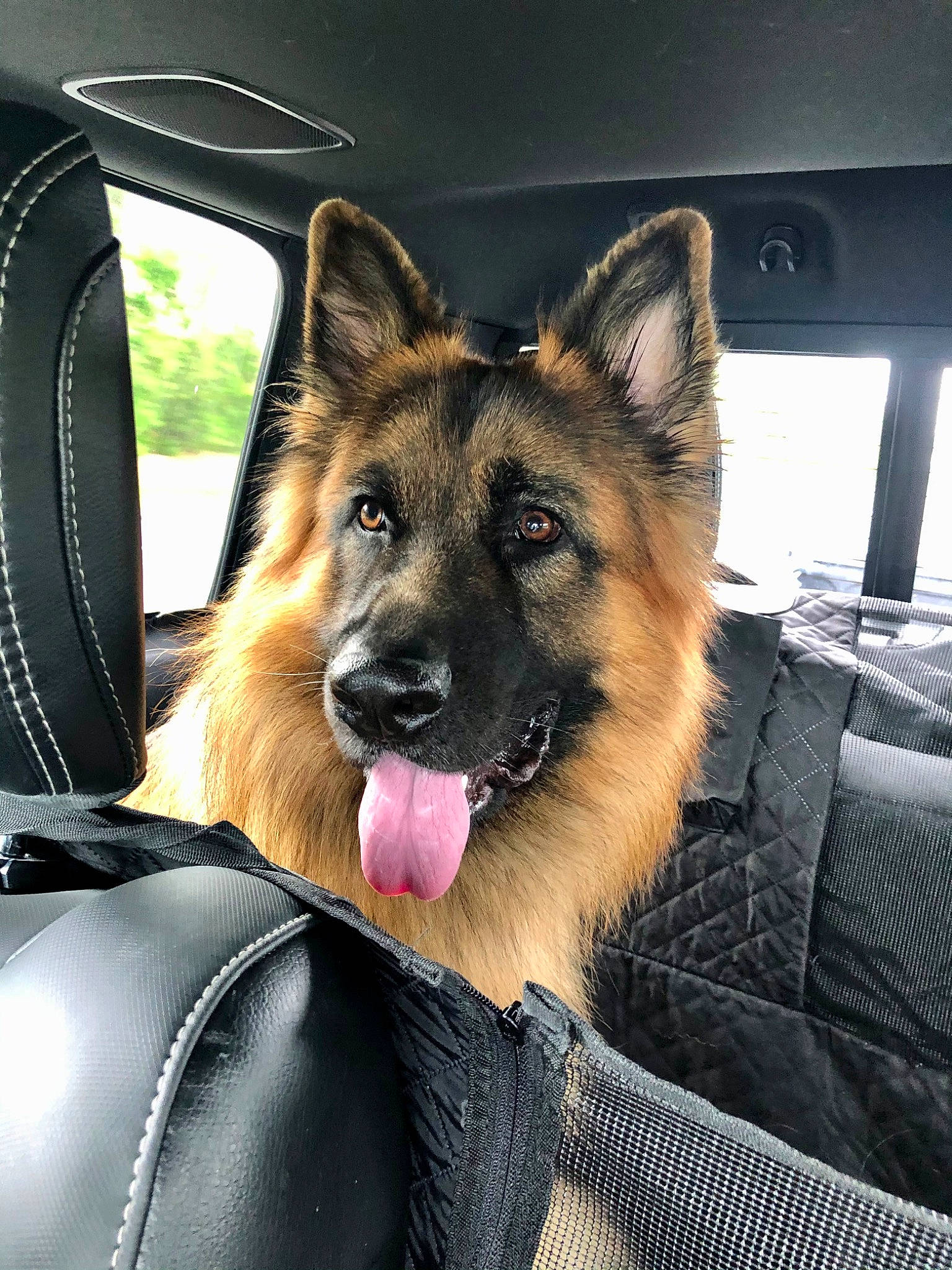Ryken is registered to the contest to win money with this photo: canidae, carnivore, companion_dog, dog, dog_breed, east_european_shepherd, fawn, foot, fur, german_shepherd_dog, herding_dog, jaw, king_shepherd, plant, snout, sporting_group, vehicle_door, whiskers, window, windshield
