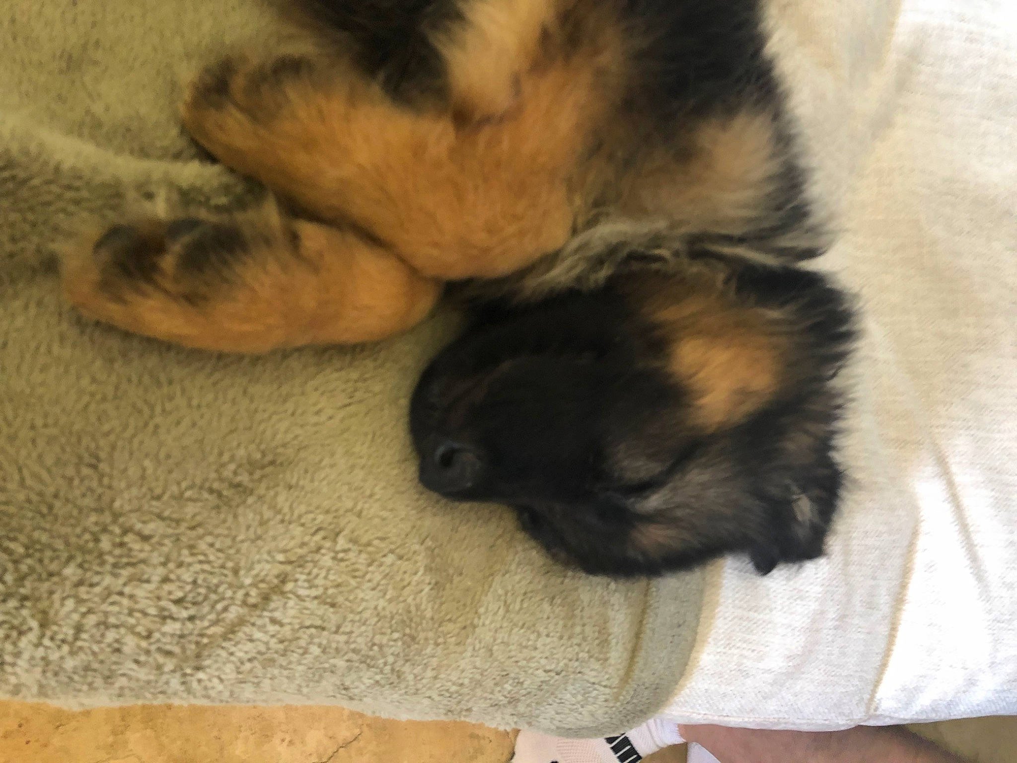 Ryken joined the competition — help win amazing prizes! canidae, carnivore, cat, claw, comfort, companion_dog, dog, dog_breed, domestic_short_haired_cat, estrela_mountain_dog, fawn, felidae, fur, nap, paw, small_to_medium_sized_cats, snout, sporting_group, tail, whiskers