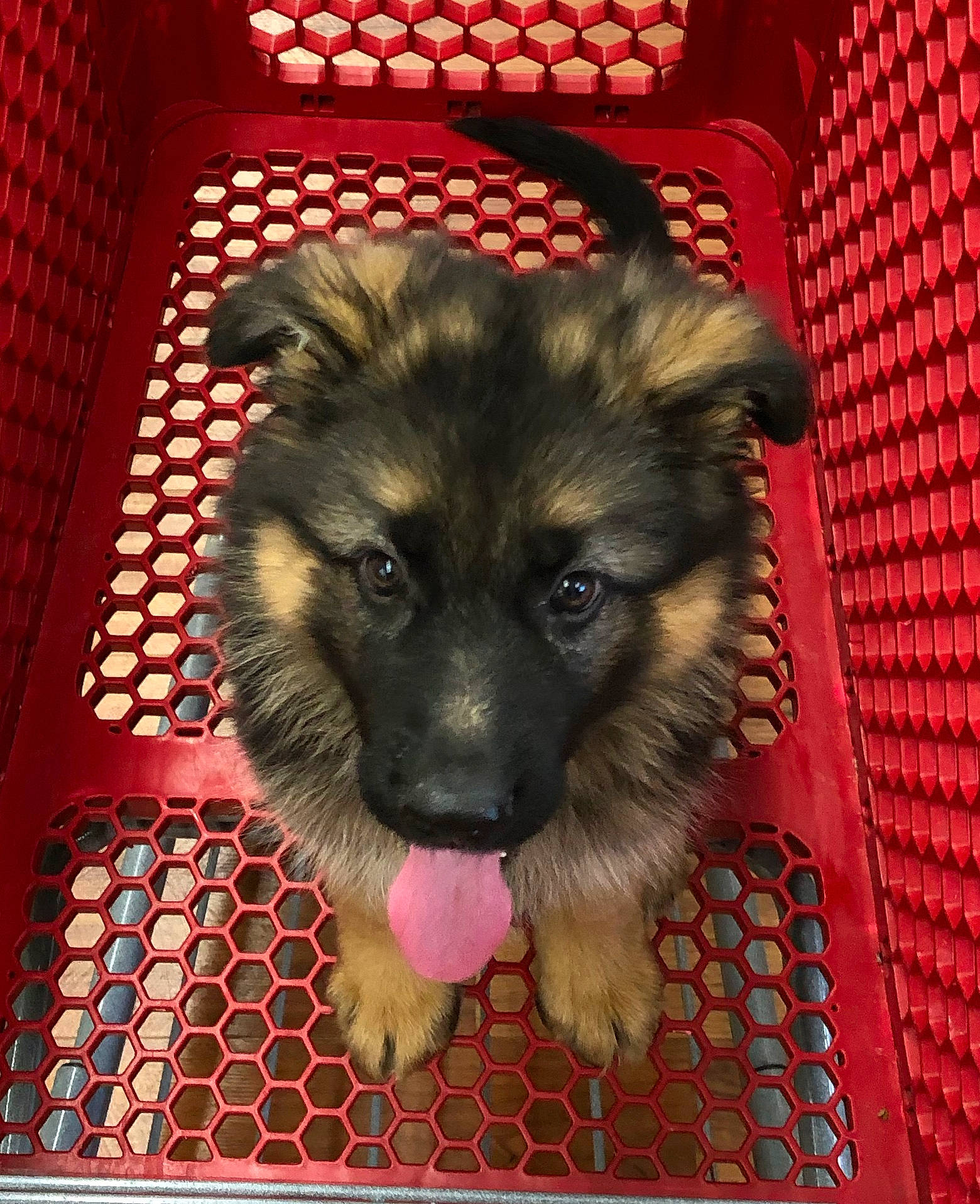 Ryken is registered to the contest to win money with this photo: carnivore, companion_dog, dog, dog_breed, dog_supply, fur, mesh, pet_supply, snout, toy_dog, working_animal, working_dog