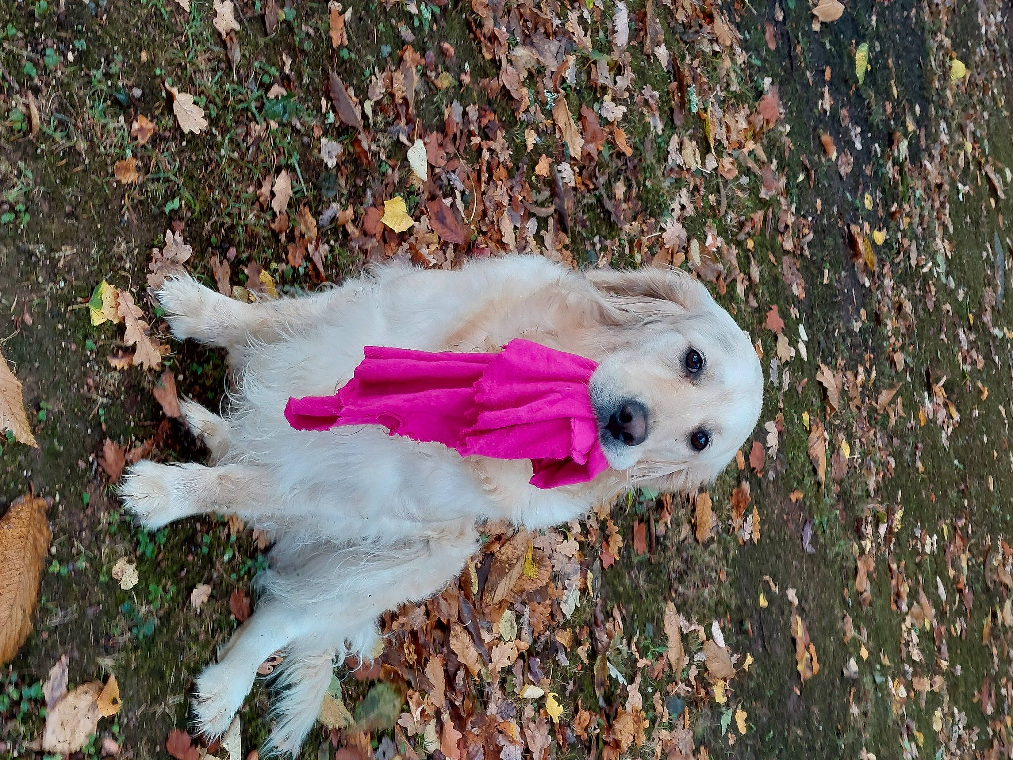 Osiris participe au concours pour gagner de l'argent avec cette photo : canidae, carnivore, companion_dog, dog, dog_breed, fawn, fur, grass, non_sporting_group, plant, sporting_group, tail, tree