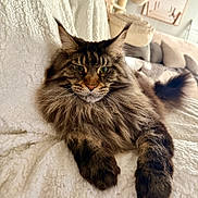 Lennox Tko is registered to the contest to win money with this photo: cat, maine_coon, fluffy, pet, animal, feline, indoor, blanket, couch, living_room, fur, whiskers, ears, paws, relaxed, resting, home, cozy, cute, portrait