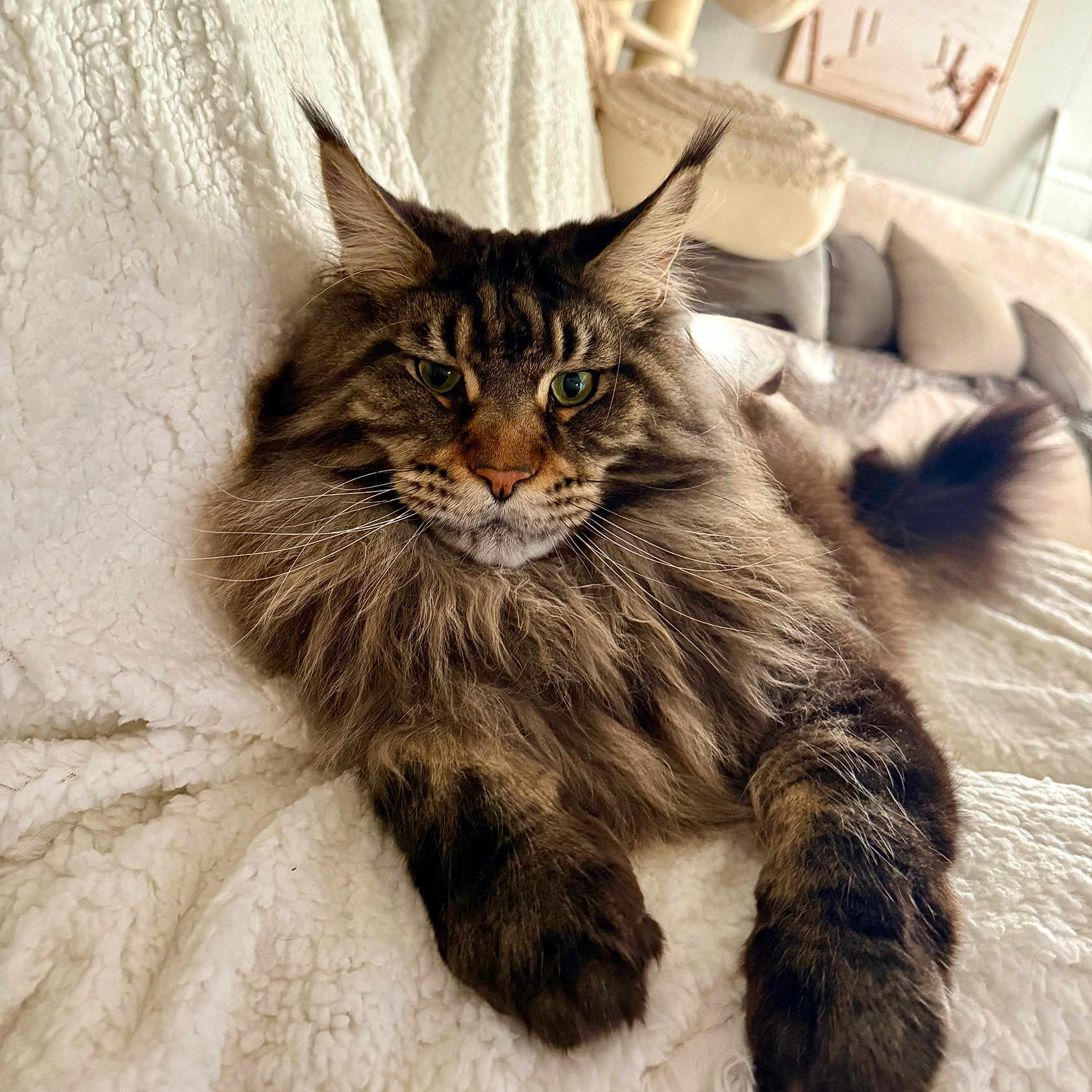 Lennox Tko is registered to the contest to win money with this photo: animal, blanket, cat, couch, cozy, cute, ears, feline, fluffy, fur, home, indoor, living_room, maine_coon, paws, pet, portrait, relaxed, resting, whiskers
