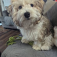 Cashew joined the competition — help win amazing prizes! dog, pet, curly_fur, indoor, quilt, toy, rope_toy, couch, fur, brown, white, black_nose, flooring, home, curious, close_up, animal, companion, cute, small_dog