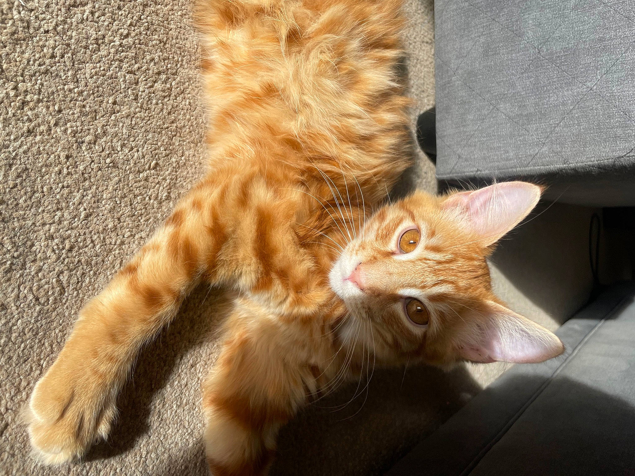 Barney is registered to the contest to win money with this photo: carnivore, cat, claw, domestic_short_haired_cat, fawn, felidae, foot, fur, human_leg, paw, small_to_medium_sized_cats, tail, terrestrial_animal, whiskers, window, wood