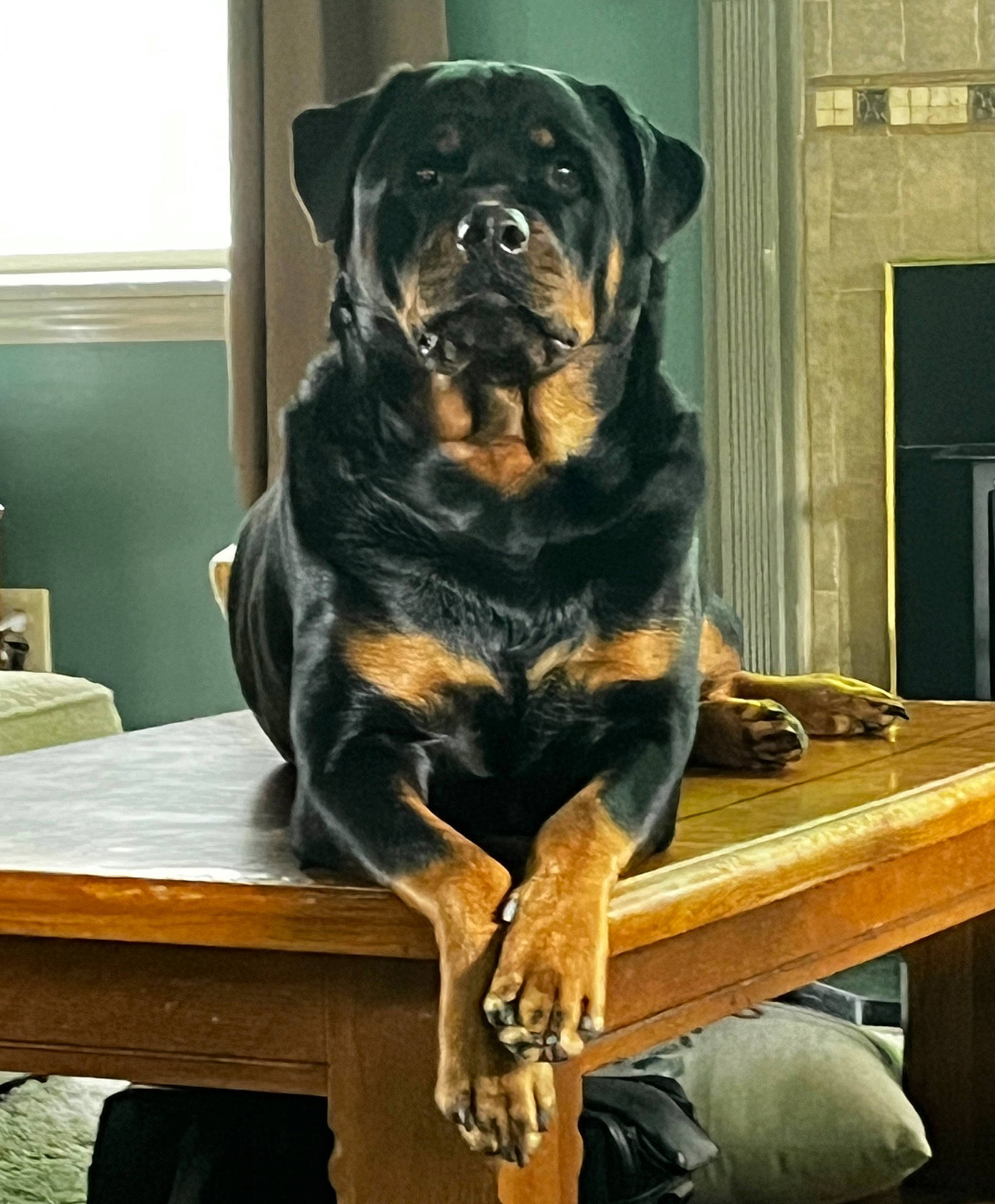 Thor joined the competition — help win amazing prizes! art, canidae, carnivore, companion_dog, dog, dog_breed, fawn, fur, guard_dog, plant, rottweiler, snout, sporting_group, table, terrestrial_animal, whiskers, window, wood, working_animal, working_dog