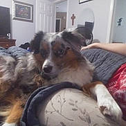 Molly is registered to the contest to win money with this photo: australian_shepherd, bed, bedding, blanket, couch, cozy, dog, fur, gaze, human_arm, indoor, living_room, mirror, paw, pet, portrait, sleepy, snout, wall_art, whiskers