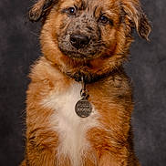 Achille participe au concours pour gagner de l'argent avec cette photo : adorable, brown_fur, closeup, collar, dog, eyes, fluffy, fur, head_tilt, id_tag, looking_at_camera, nose, pet, portrait, puppy, sitting, studio_photography, textured_background, whiskers, white_chest